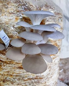 White Oyster Spawn
